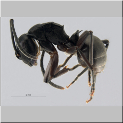  Polyrhachis halidayi  Foerster, 1850