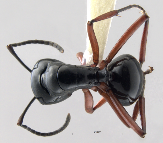 Polyrhachis laevissima