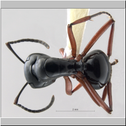 Polyrhachis laevissima  Emery, 1887