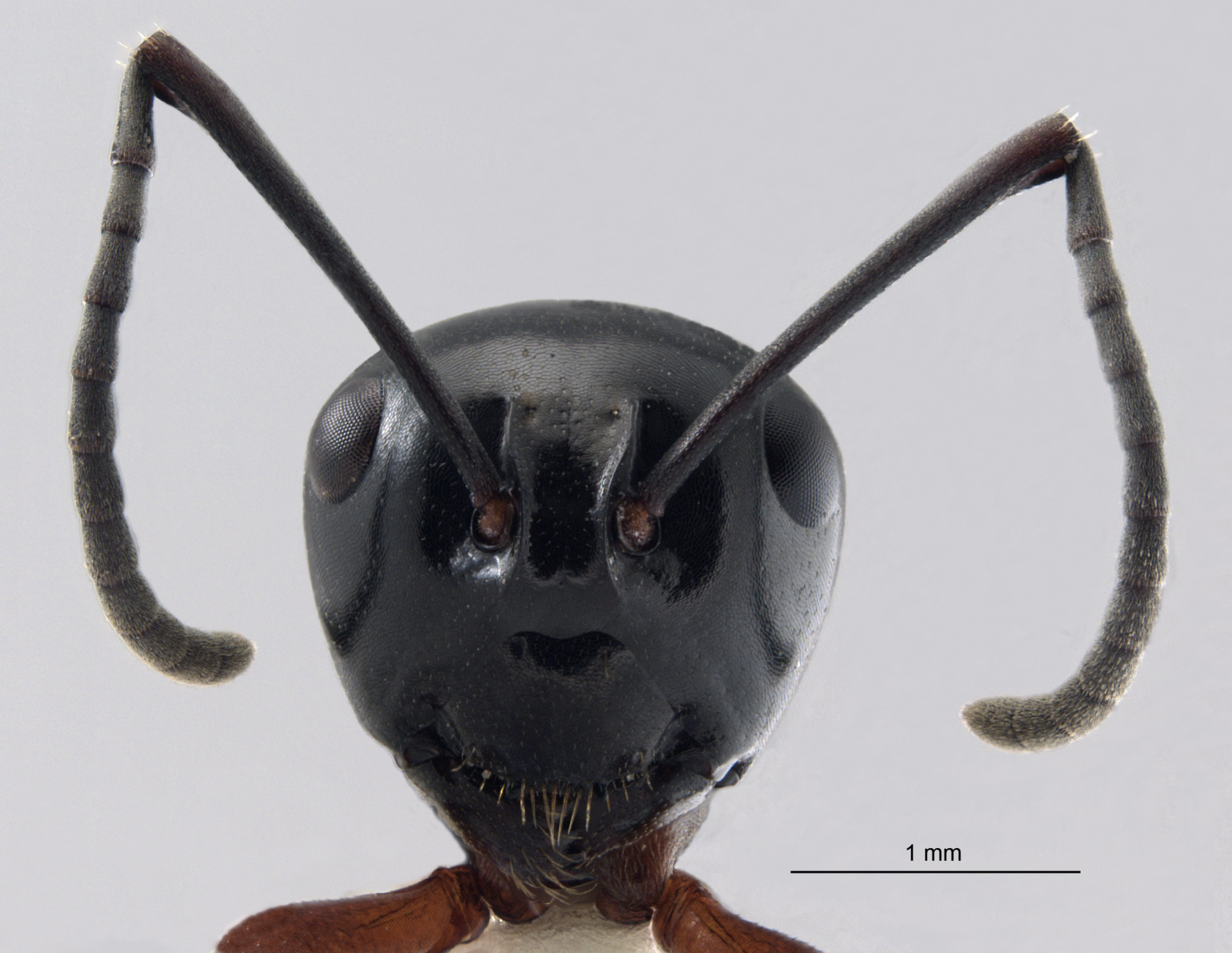 Polyrhachis laevissima