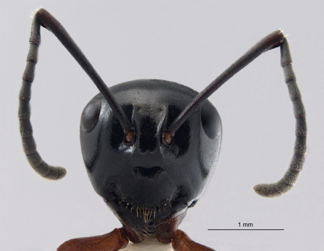 Polyrhachis laevissima frontal