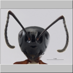 Polyrhachis