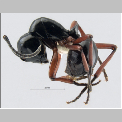  Polyrhachis laevissima  Foerster, 1850