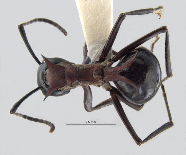 Polyrhachis lamellidens