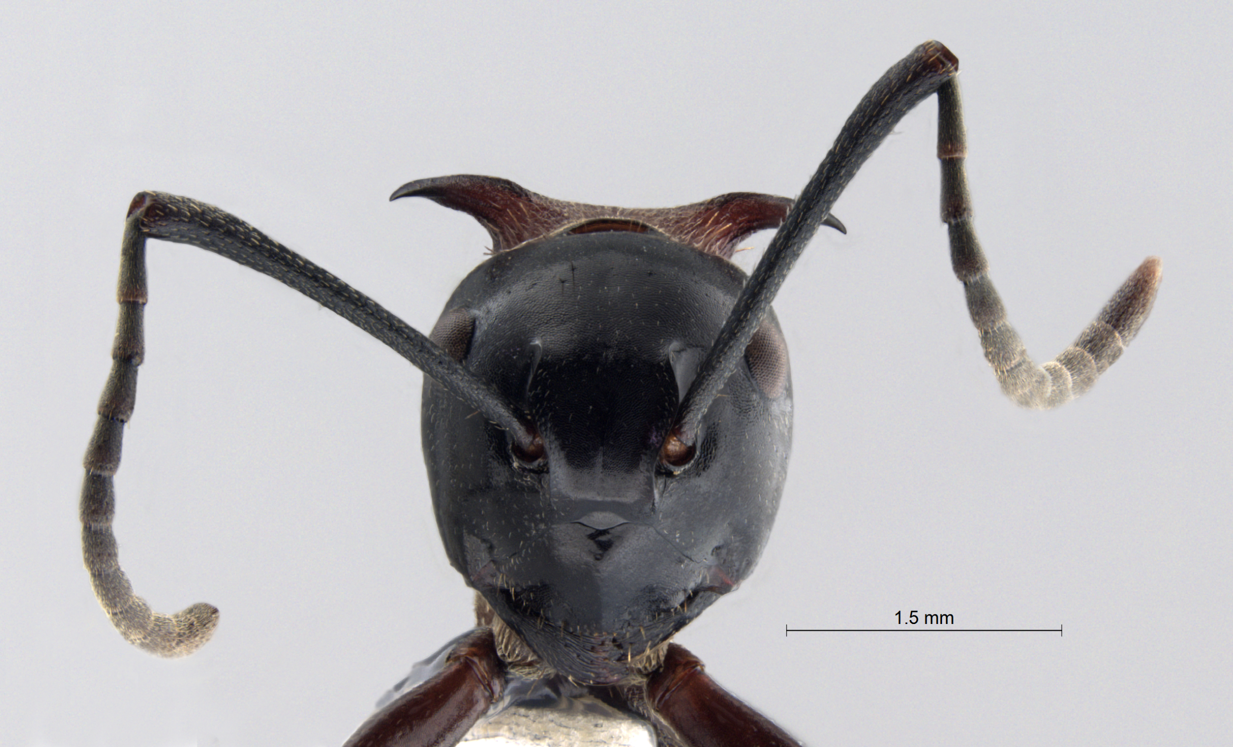 Polyrhachis lamellidens