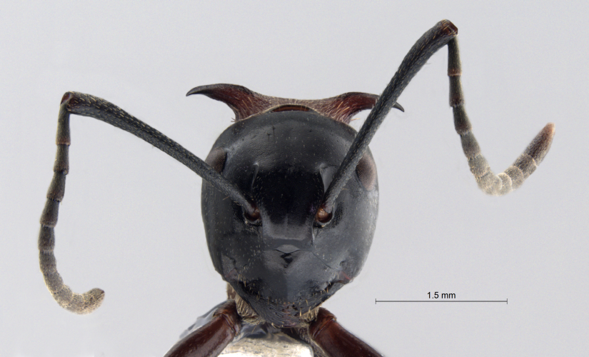 Polyrhachis lamellidens frontal