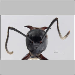 Polyrhachis