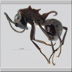  Polyrhachis lamellidens  Foerster, 1850