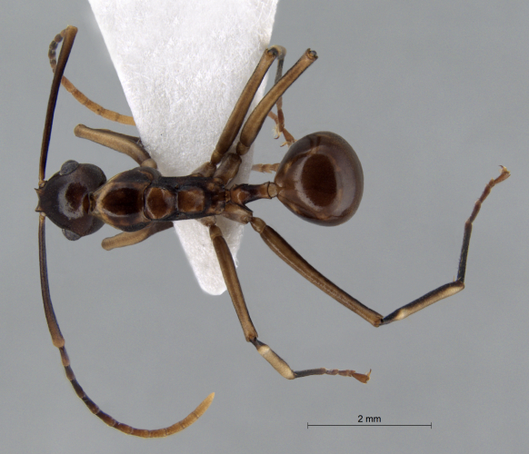 Polyrhachis schang