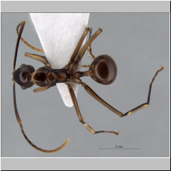 Polyrhachis schang  Forel, 1879