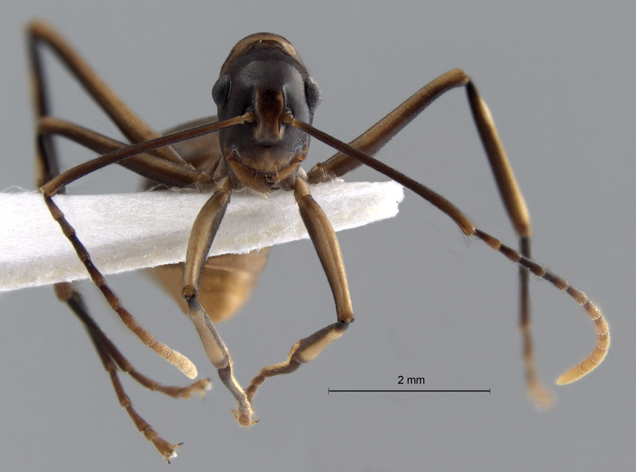 Polyrhachis schang