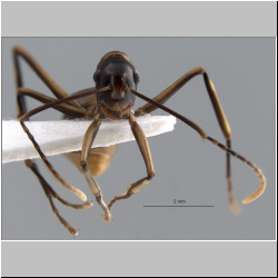 Polyrhachis