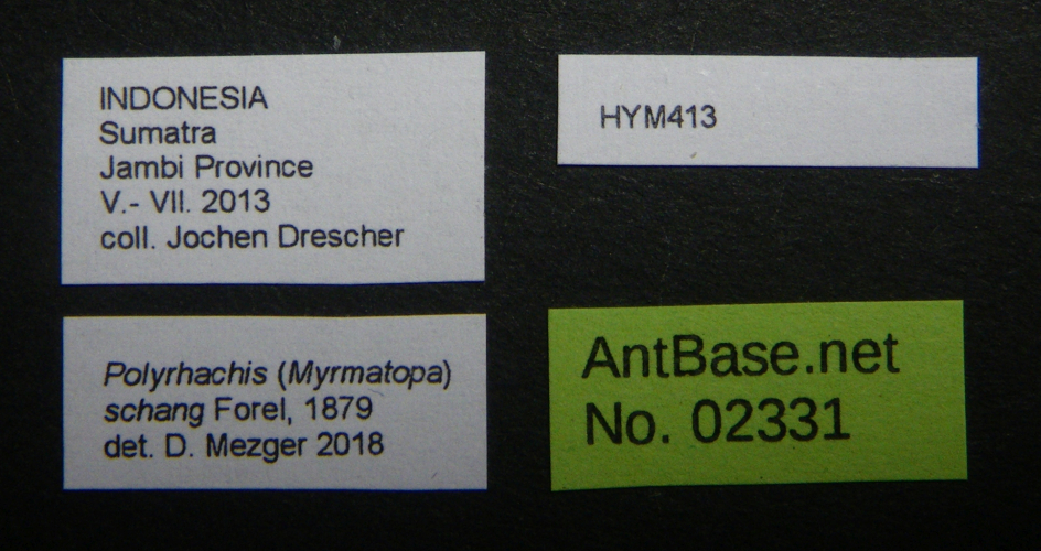 Polyrhachis schang label