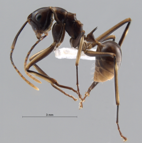  Polyrhachis schang lateral