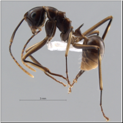  Polyrhachis schang  Foerster, 1850