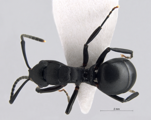 Polyrhachis simillima