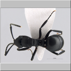 Polyrhachis simillima  Emery, 1900