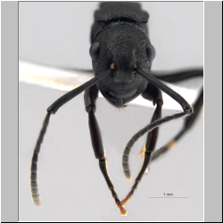 Polyrhachis