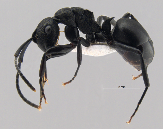  Polyrhachis simillima lateral