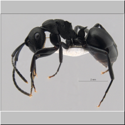  Polyrhachis simillima  Foerster, 1850