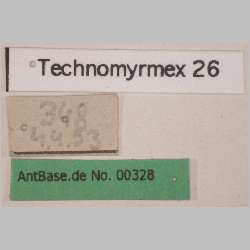 Technomyrmex 26 label