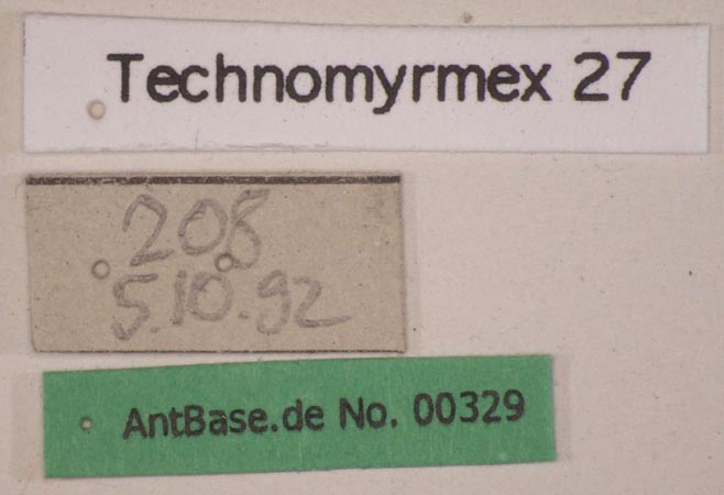 Technomyrmex 27 label