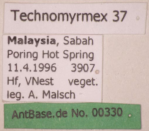 Technomyrmex 37 label