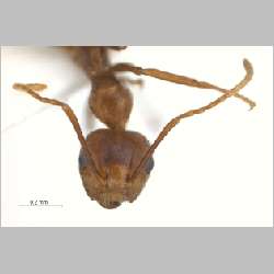 Camponotus dolichoderoides Forel, 1911 frontal