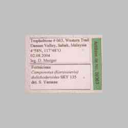 Camponotus dolichoderoides Forel, 1911 label