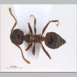 Crematogaster modiglianii Emery, 1900 dorsal