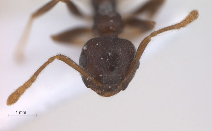 Crematogaster modiglianii frontal