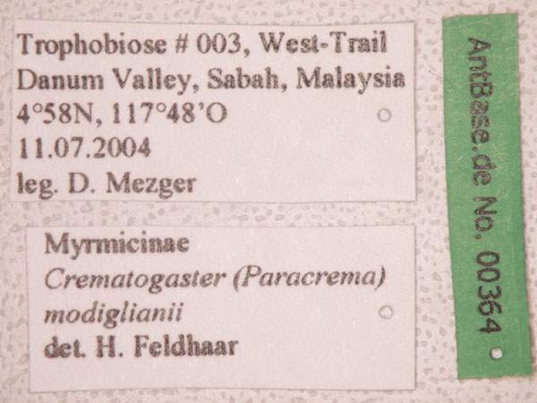 Crematogaster modiglianii label