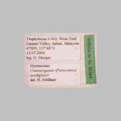 Crematogaster modiglianii Emery, 1900 label