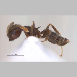 Crematogaster modiglianii Emery, 1900 lateral