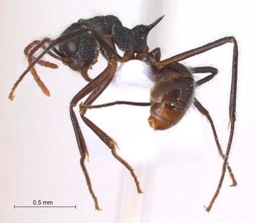 Dolichoderus indrapurensis lateral