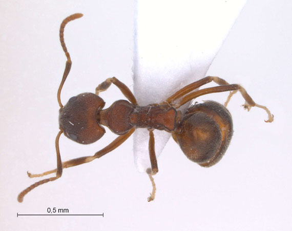 Dolichoderus pastorulus dorsal