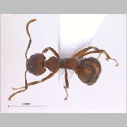 Dolichoderus pastorulus Dill, 2002 dorsal