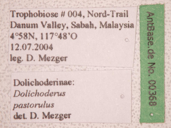 Dolichoderus pastorulus label