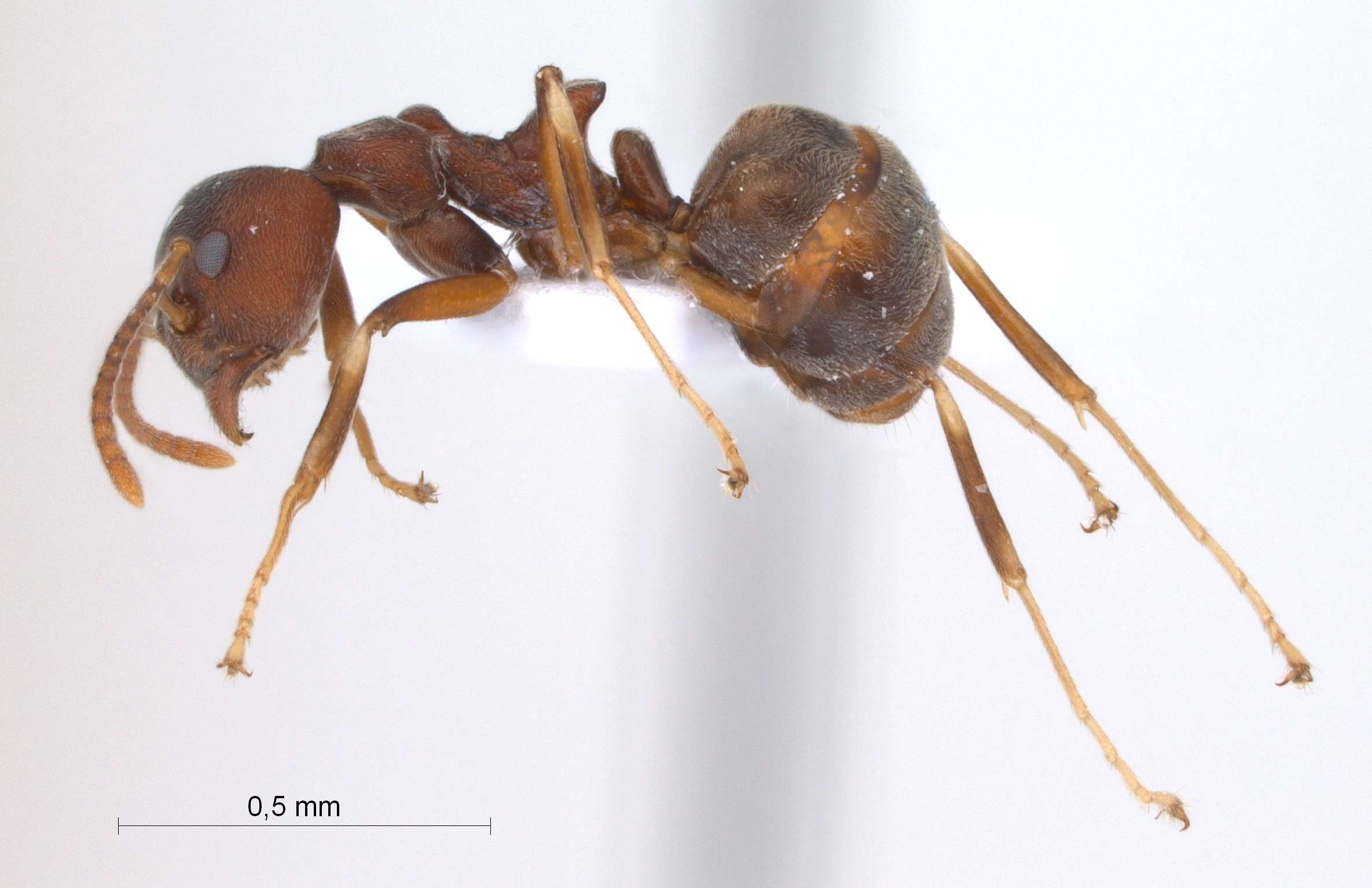 Dolichoderus pastorulus lateral