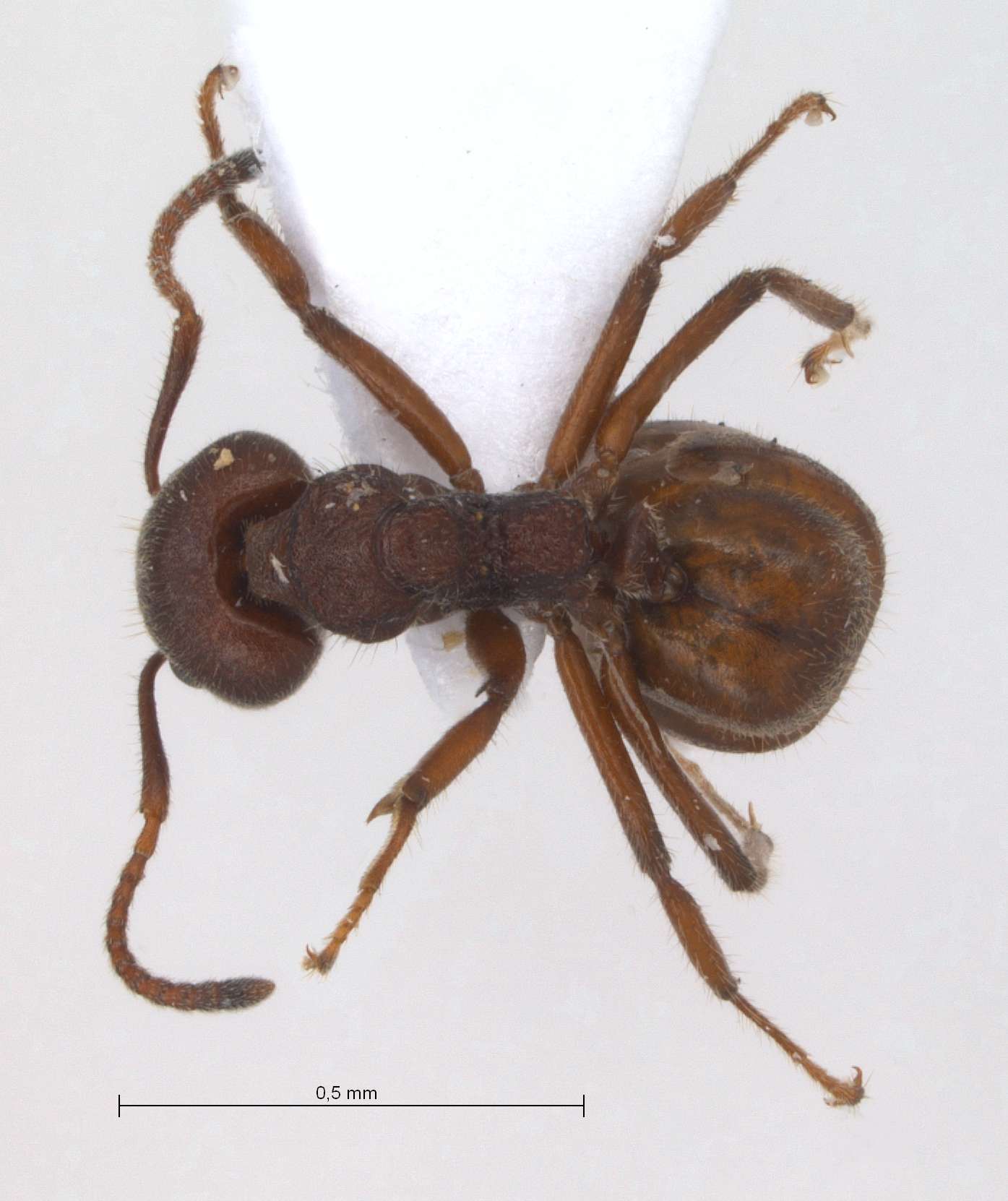 Dolichoderus thoracicus dorsal