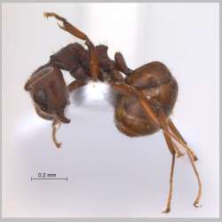 Dolichoderus pastorulus Smith, 1860 lateral