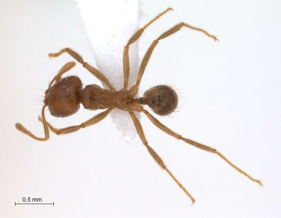 Lophomyrmex longicornis dorsal