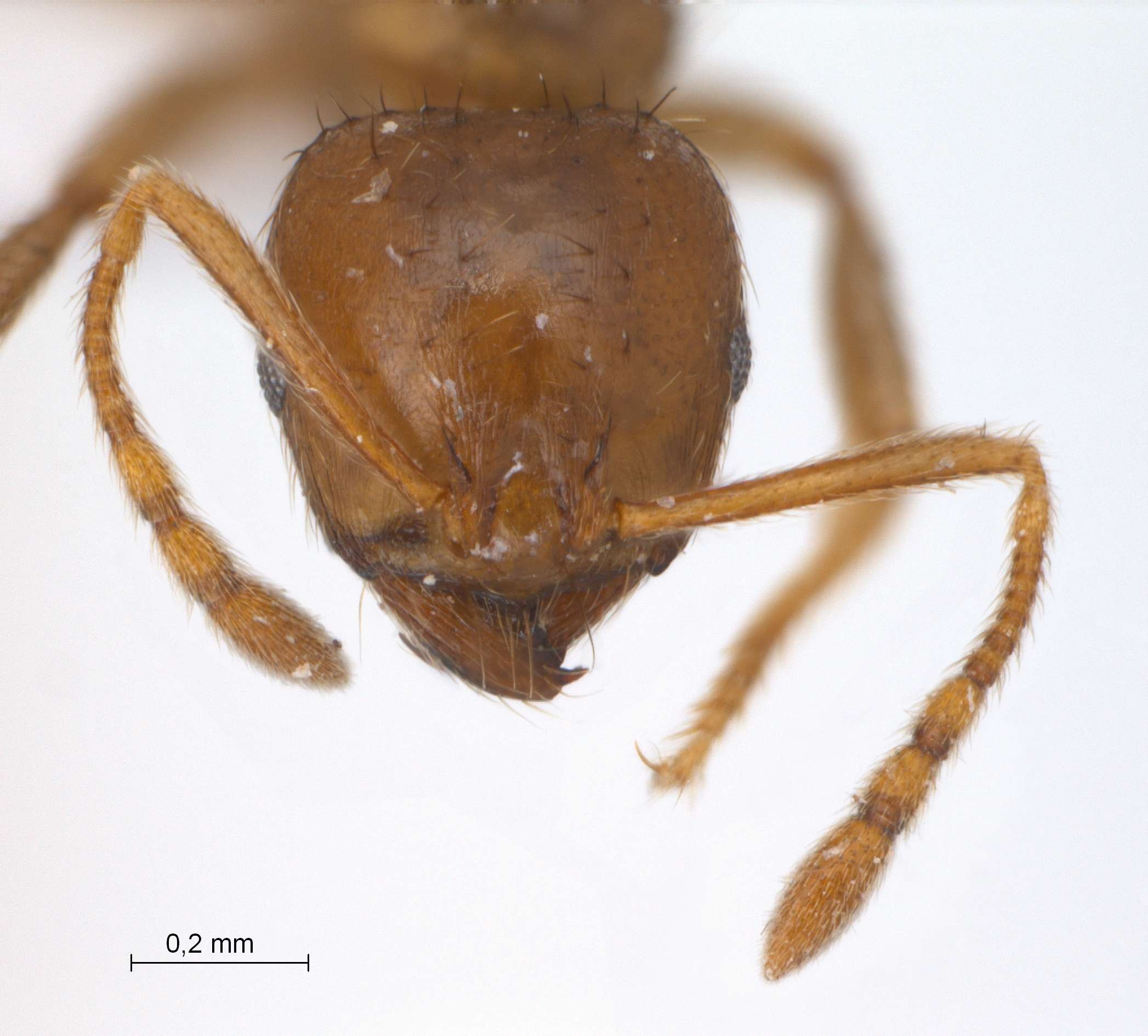 Lophomyrmex longicornis frontal