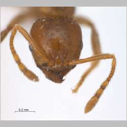 Lophomyrmex longicornis Rigato, 1994 frontal