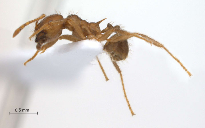 Lophomyrmex longicornis lateral