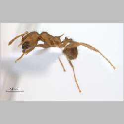 Lophomyrmex longicornis Rigato, 1994 lateral