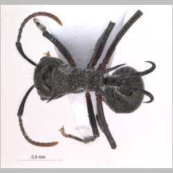 Polyrhachis furcata Smith, 1858 dorsal