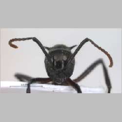 Polyrhachis furcata Smith, 1858 frontal