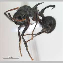 Polyrhachis furcata Smith, 1858 lateral