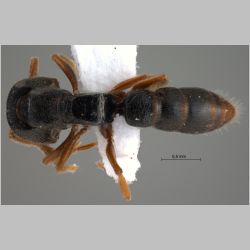 Amblyopone sp 2 Erichson, 1842 dorsal